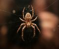 Extermination d'araignée à Boucherville