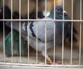 Capture de pigeon à Boucherville
