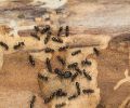 Extermination Boucherville extermination de fourmis