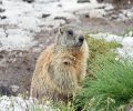 Extermination de marmotte à Boucherville