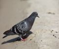 Capture pigeon Boucherville
